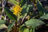 Solidago virgaurea subspecies dahurica. Соцветие и листья. Республика Бурятия, Муйский р-н, северное окончание Южно-Муйского хребта в верховьях р. Тулуя. 17.08.2007.