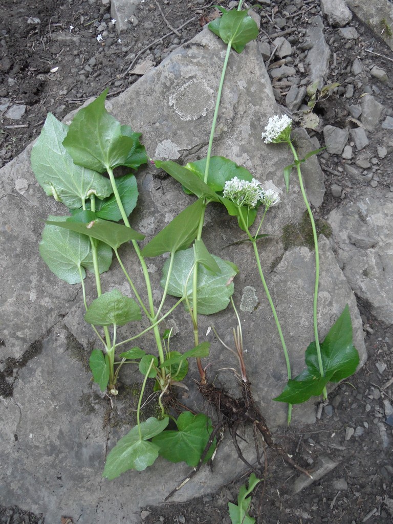 Image of Valeriana alliariifolia specimen.