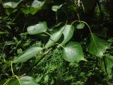 Populus longifolia