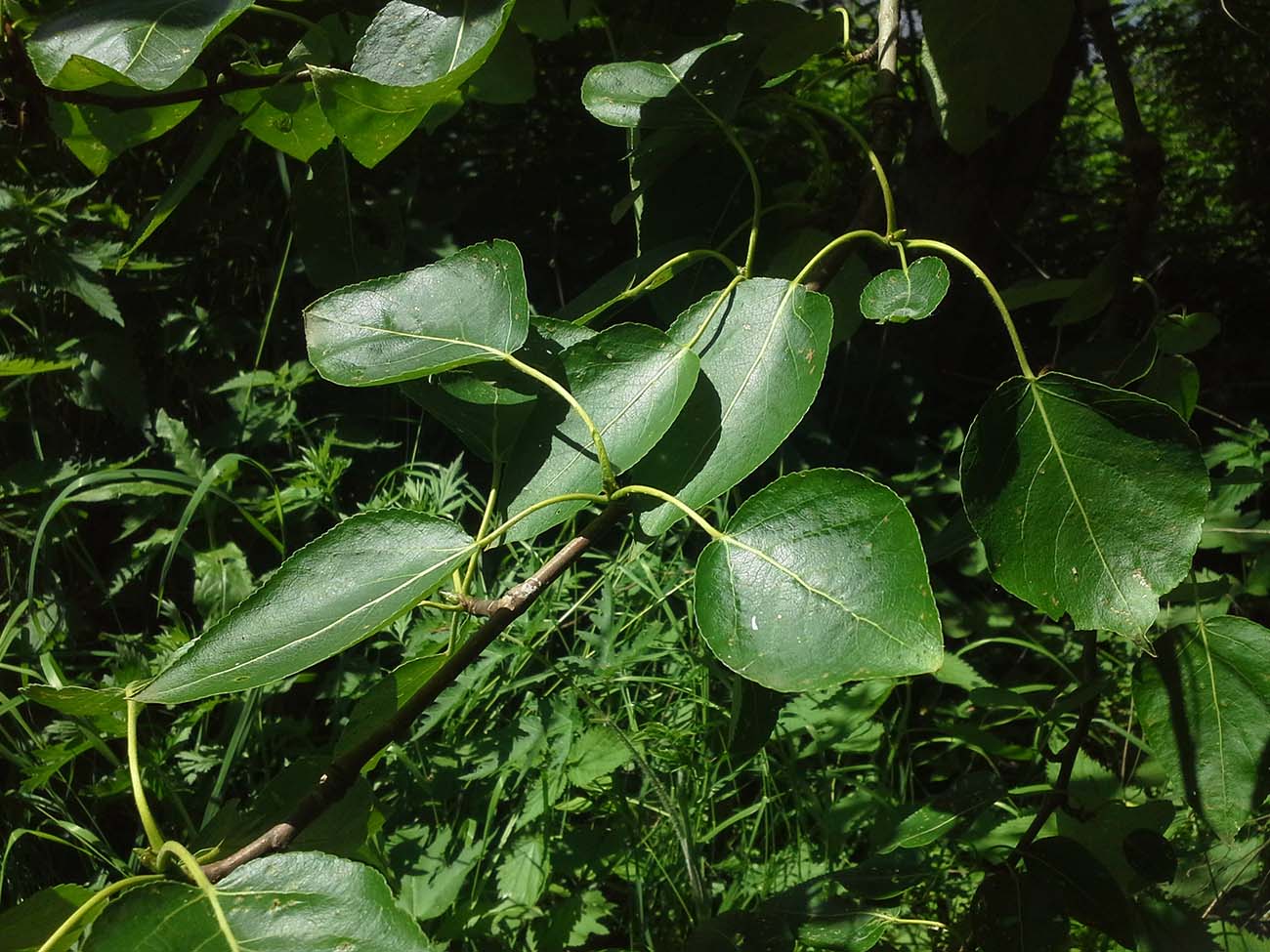 Image of Populus longifolia specimen.