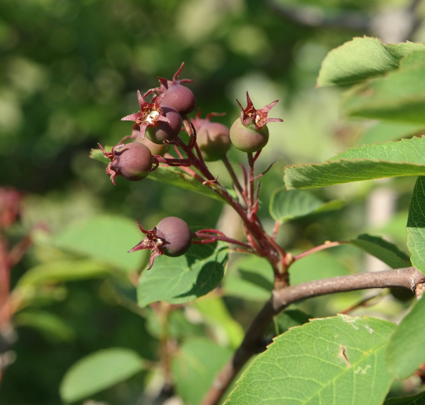 Image of Amelanchier ovalis specimen.