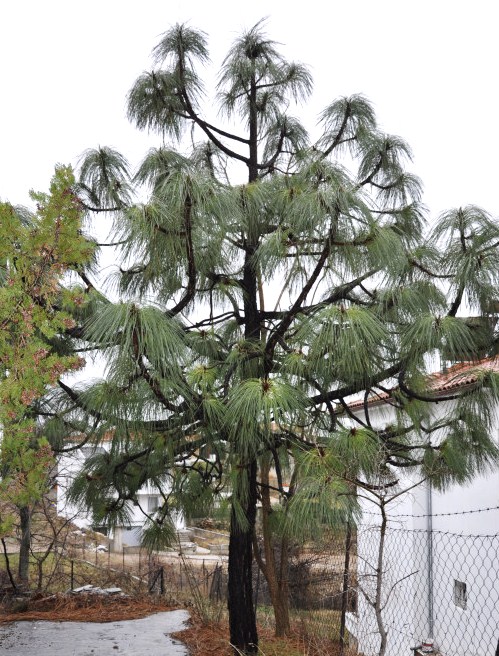 Image of Pinus montezumae specimen.