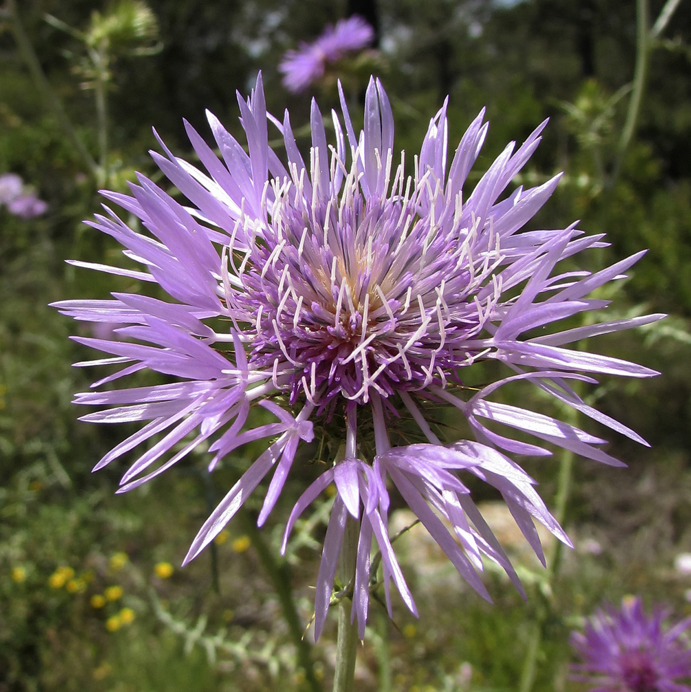 Изображение особи Galactites tomentosus.