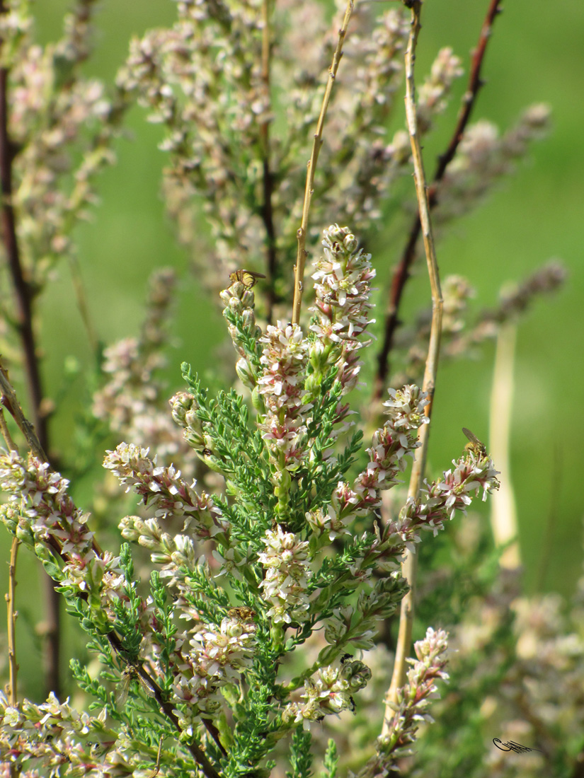 Image of Myricaria squamosa specimen.