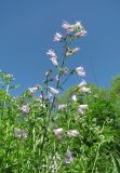 Campanula praealta. Верхушка цветущего растения. Краснодарский край, Абинский р-н, окр. пос. Новый, небольшой луг. 10.06.2016.