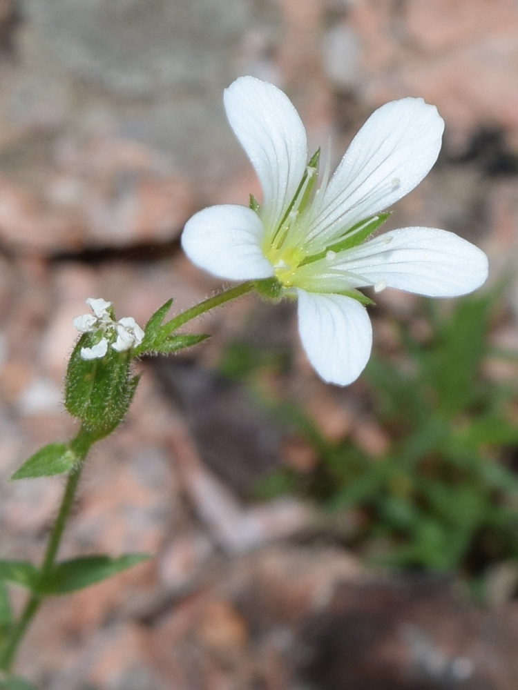 Image of Minuartia kryloviana specimen.
