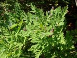 Artemisia gmelinii. Верхушка побега с галлами. Приморье, окр. г. Находка, мыс Тунгус, на вершине. 02.07.2016.