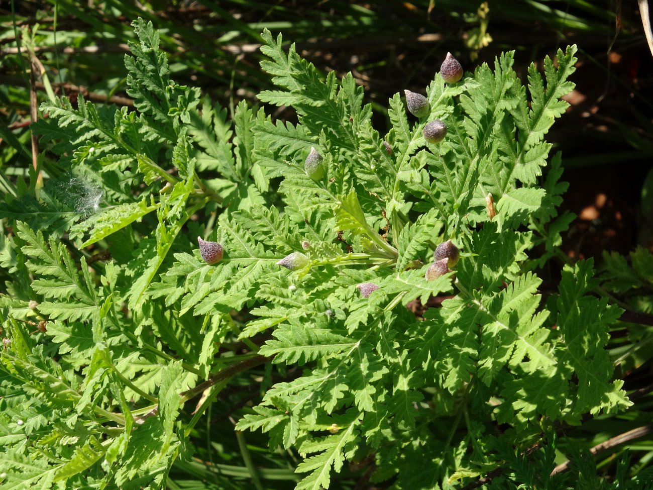 Image of Artemisia gmelinii specimen.