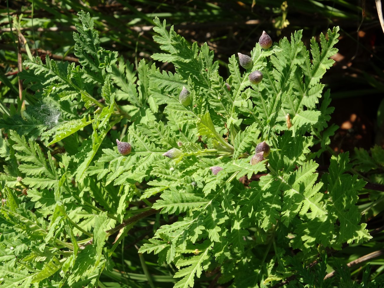 Изображение особи Artemisia gmelinii.