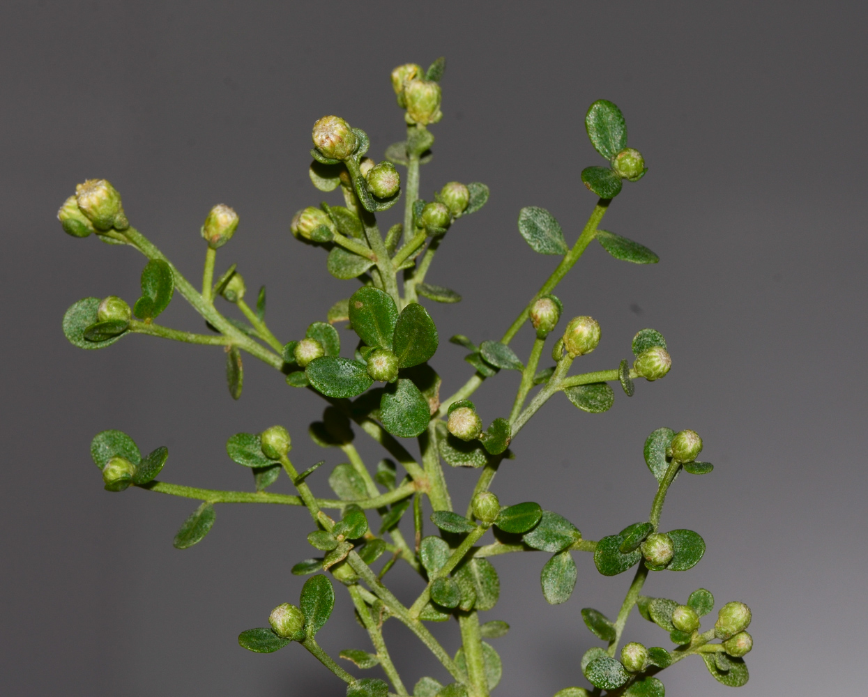 Image of Baccharis pilularis specimen.