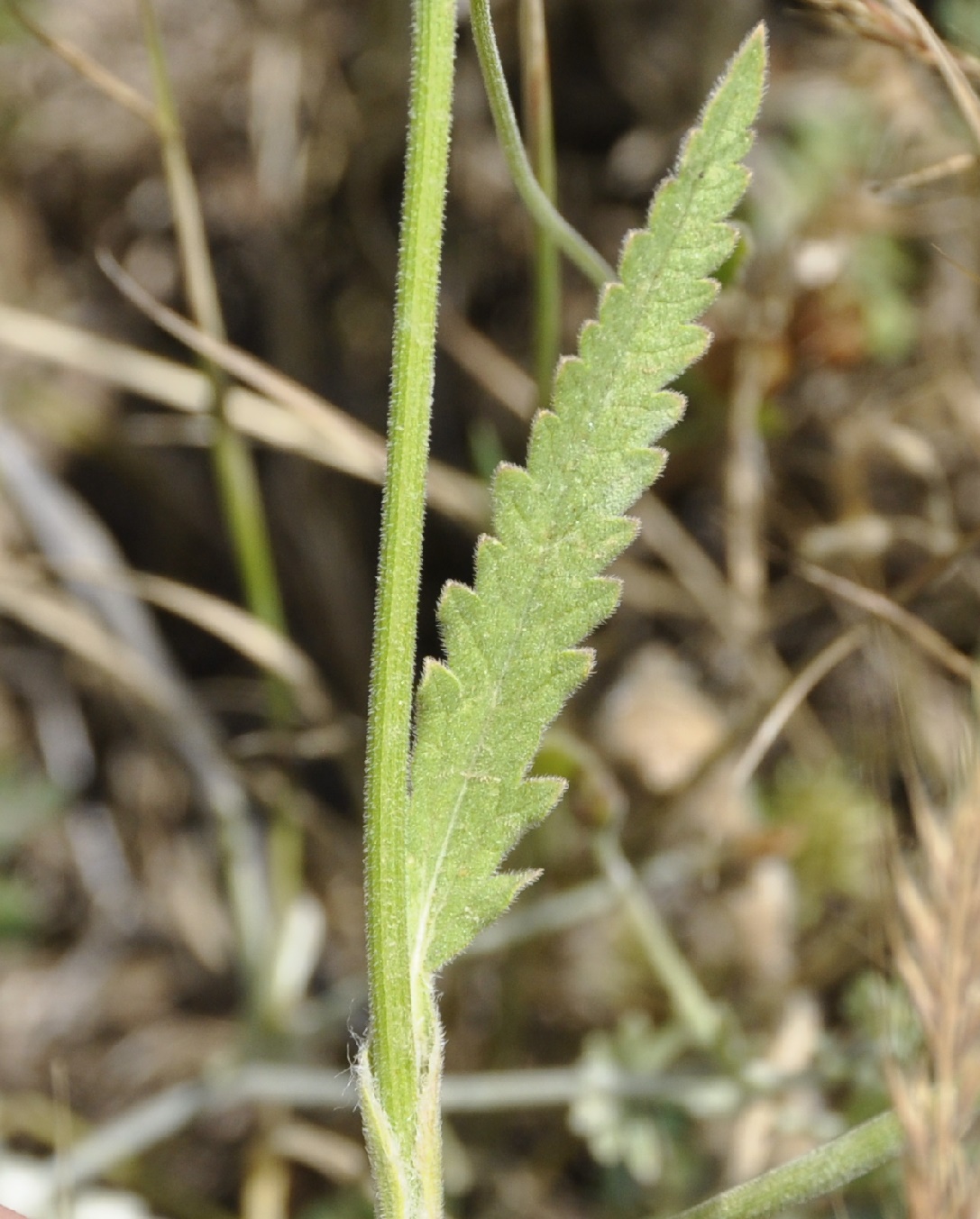 Image of Tordylium officinale specimen.