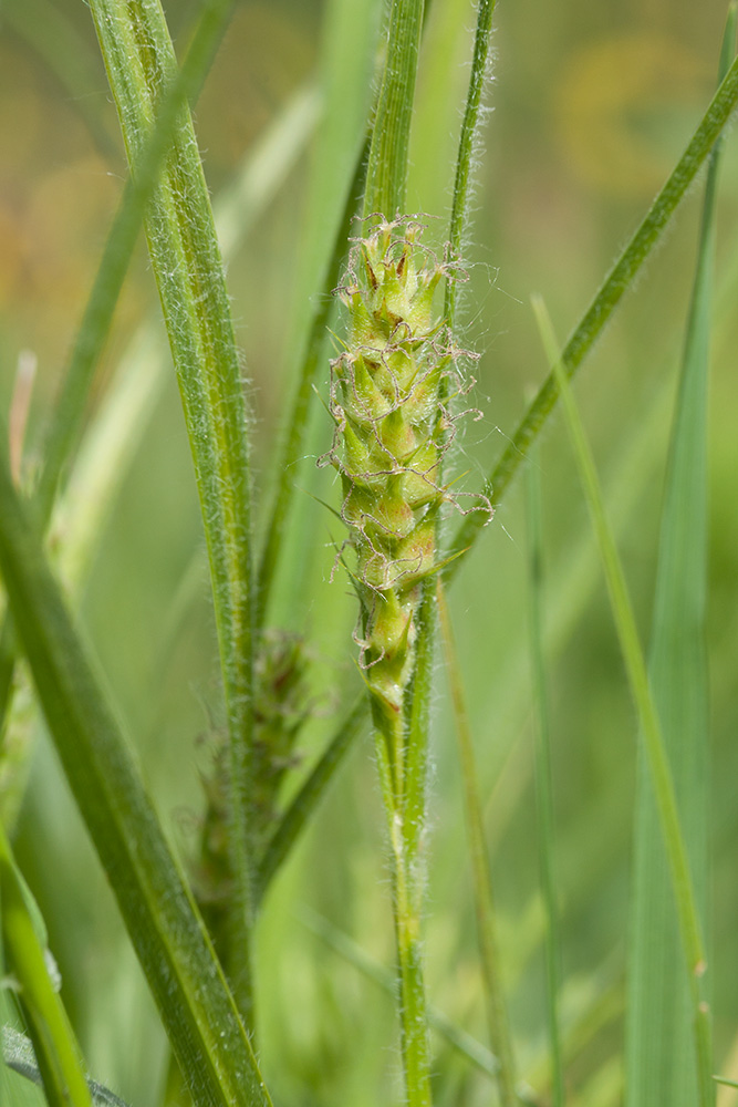 Image of Carex hirta specimen.