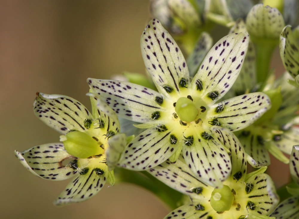 Image of Swertia veratroides specimen.