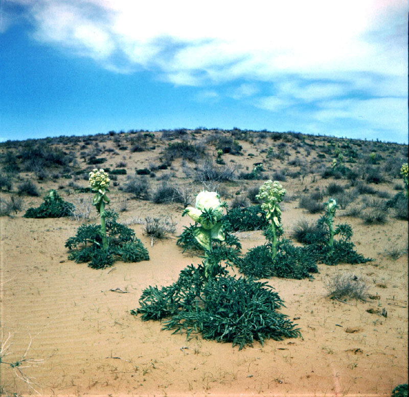 Image of Ferula foetida specimen.