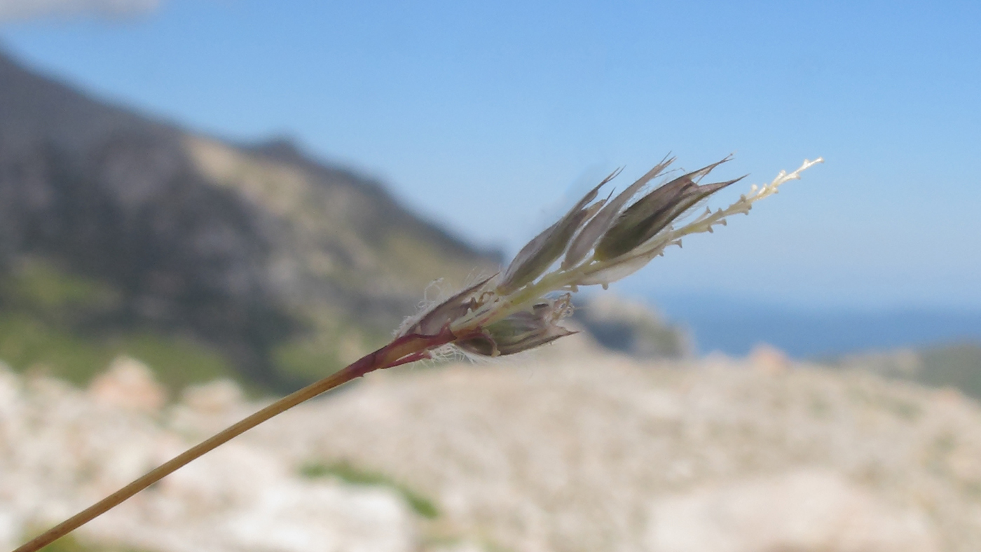 Image of Alopecurus ponticus specimen.