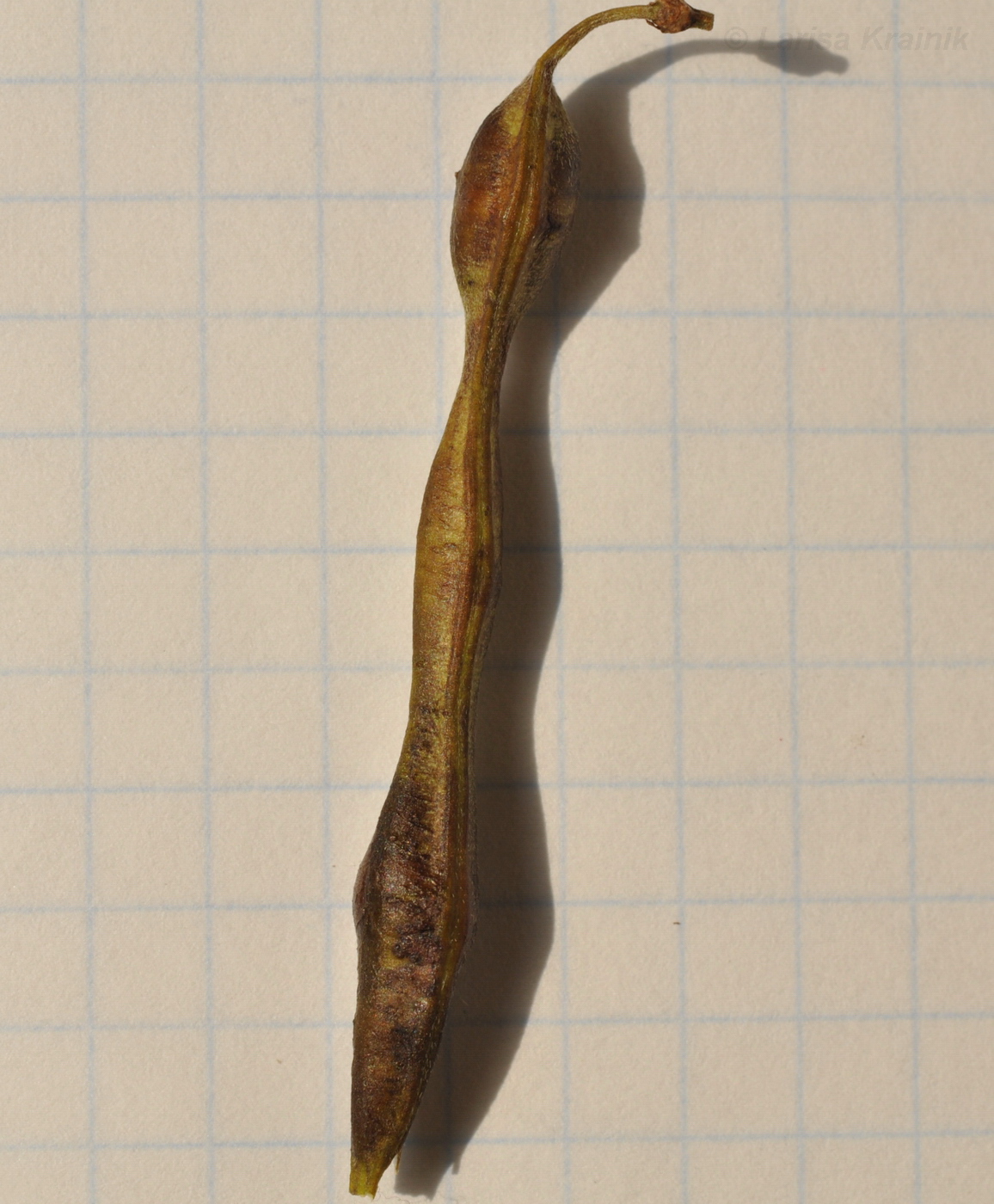 Image of Sophora flavescens specimen.