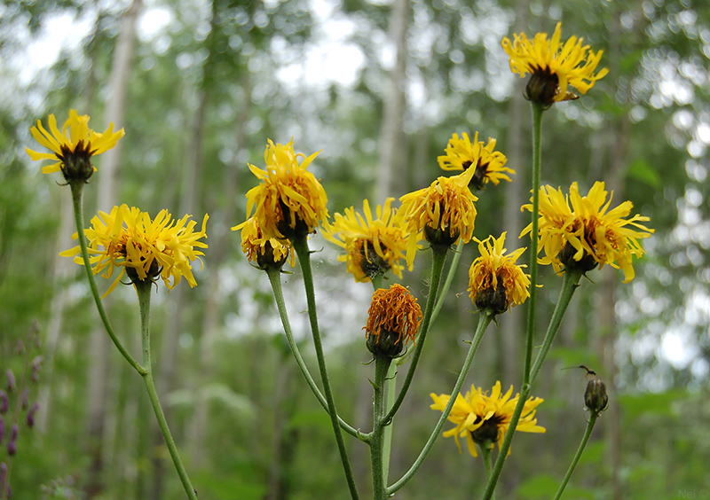 Image of Crepis sibirica specimen.