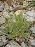 Astragalus inaequalifolius