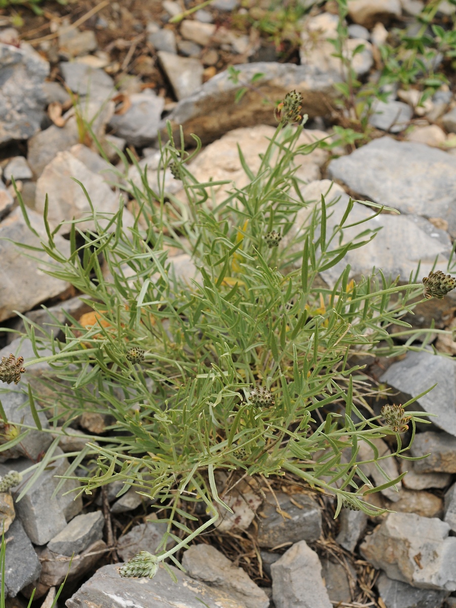 Изображение особи Astragalus inaequalifolius.