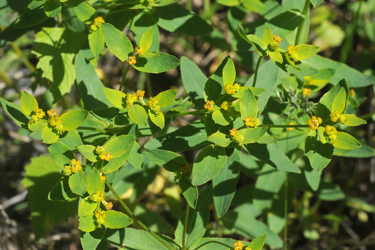 Изображение особи Euphorbia talastavica.