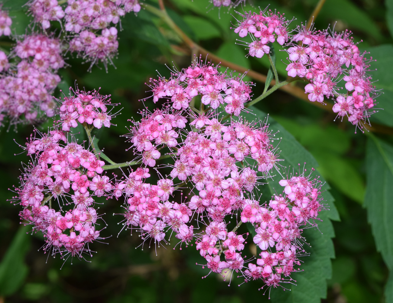 Image of Spiraea japonica specimen.
