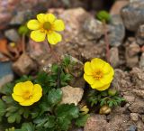 genus Ranunculus