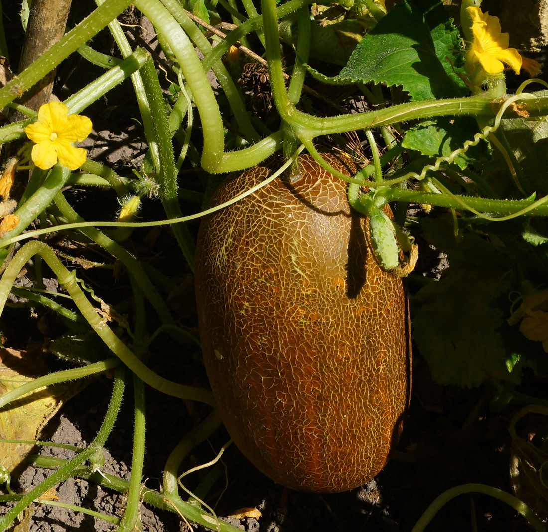 Изображение особи Cucumis sativus.