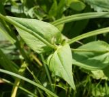 Lychnis chalcedonica. Часть стебля. Амурская обл., Бурейский р-н, правый берег р. Бурея, окр. с. Малиновка. 17.07.2016.