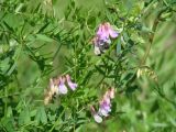 Vicia nervata