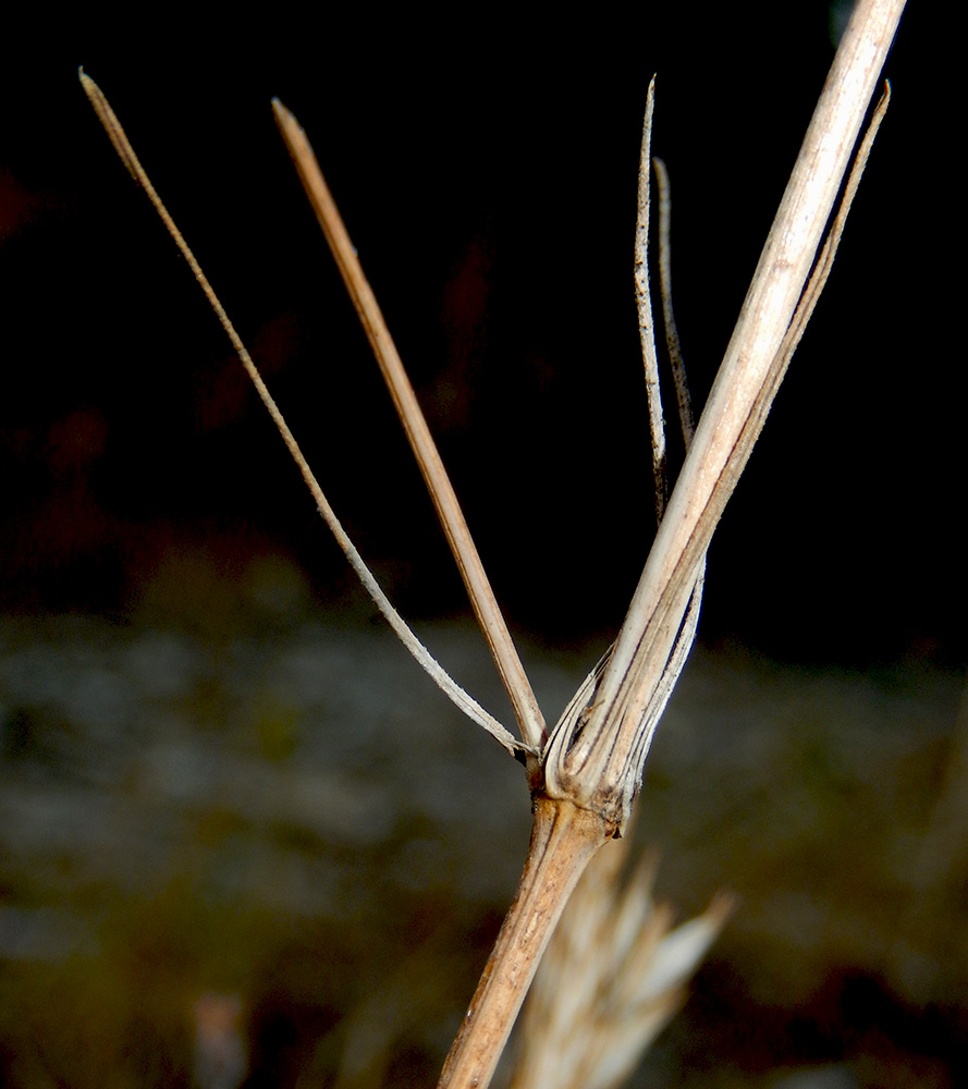 Image of Crucianella angustifolia specimen.