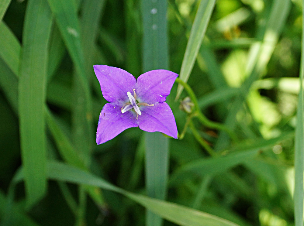 Изображение особи Campanula altaica.