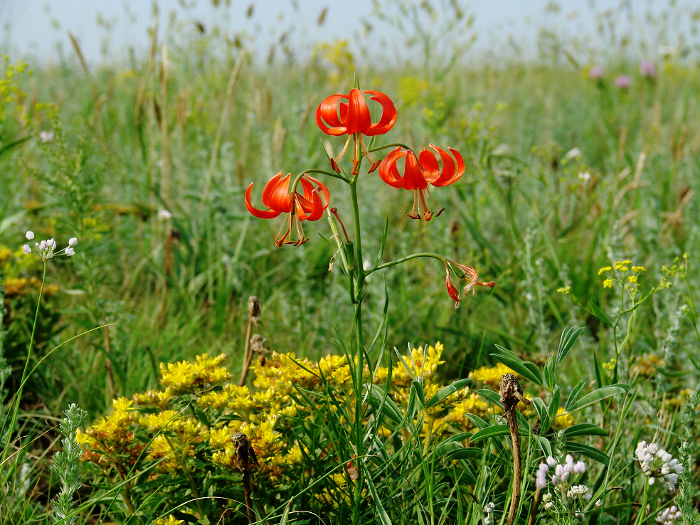 Image of Lilium pumilum specimen.