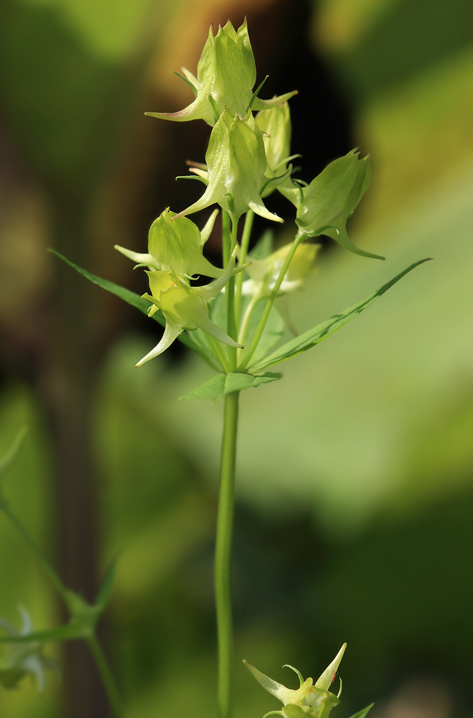 Image of Halenia corniculata specimen.