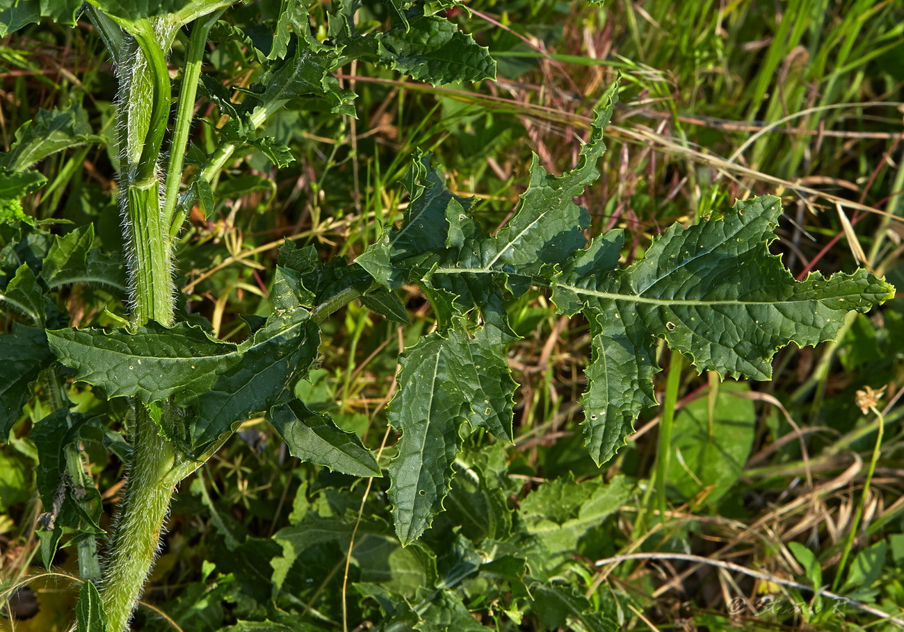 Изображение особи Rapistrum perenne.