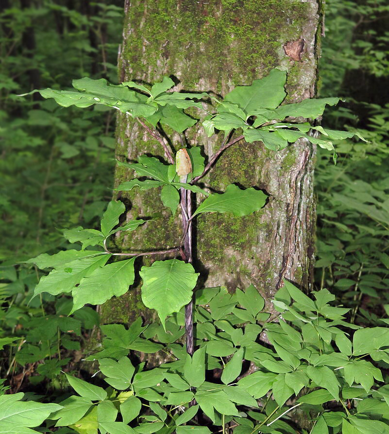 Изображение особи Arisaema peninsulae.