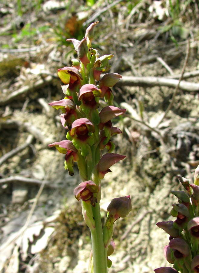 Image of Steveniella satyrioides specimen.