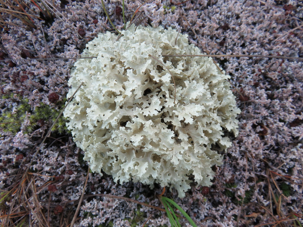 Image of Flavocetraria nivalis specimen.