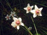 Parnassia palustris. Цветки. Свердловская обл., окр. г. Североуральск, окраина болота. 21.08.2007.