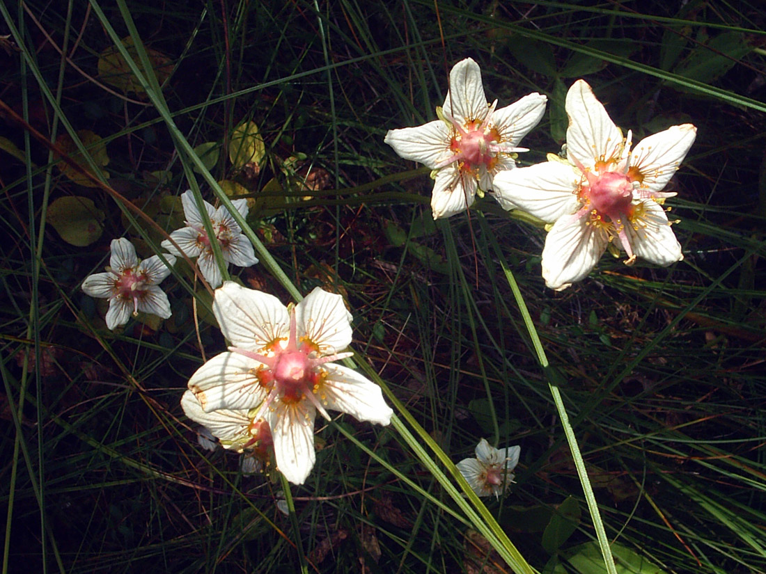 Изображение особи Parnassia palustris.