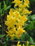 Rhododendron luteum. Цветки. Карачаево-Черкесия, окр. пос. Архыз, хребет Абишира-Ахуба, смешанный лес (выс. около 1700 м н.у.м.). 15.06.2015.