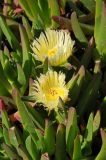 Carpobrotus edulis. Цветки и листья. США, Калифорния, Сан-Франциско, на побережье океана. 15.02.2017.