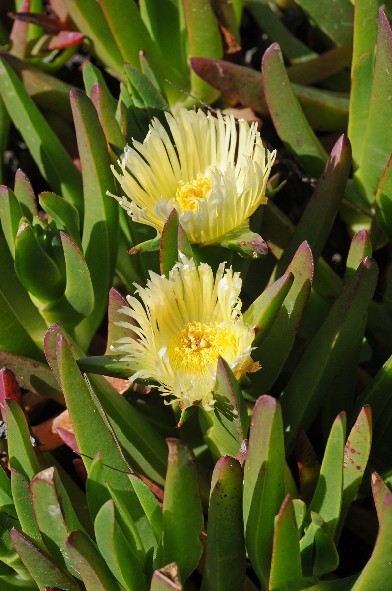 Изображение особи Carpobrotus edulis.