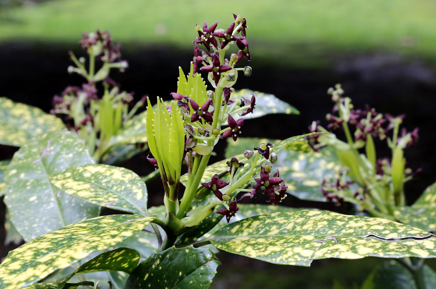 Изображение особи Aucuba japonica.