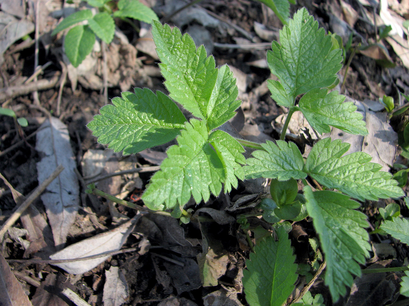 Изображение особи Chaerophyllum aromaticum.