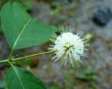 Cephalanthus occidentalis. Верхушка побега с соцветием. Украина, Киев, Ботанический сад Национального университета биоресурсов и природопользования. 06.07.2016.