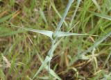 Dianthus andrzejowskianus