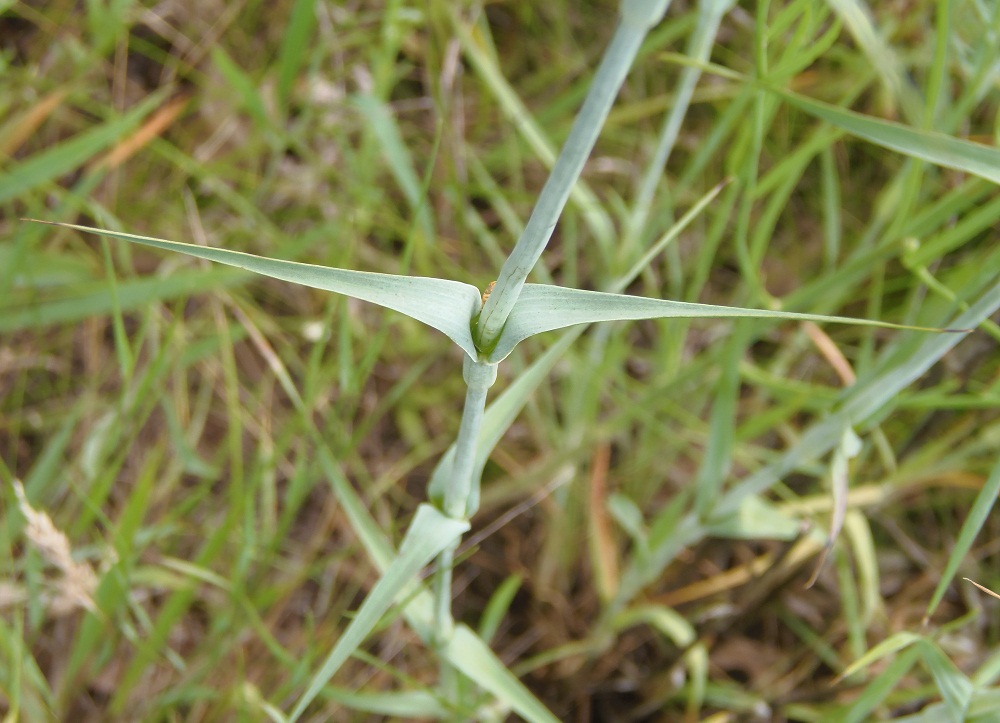 Image of Dianthus andrzejowskianus specimen.