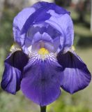 genus Iris