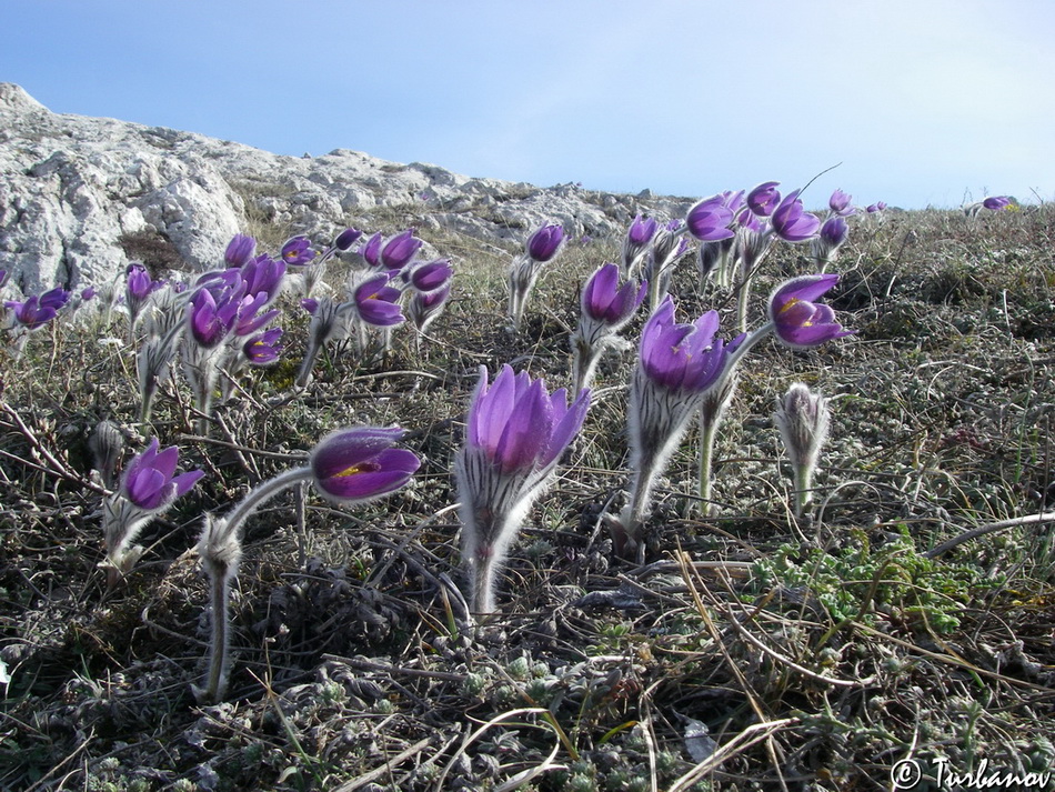 Изображение особи Pulsatilla taurica.