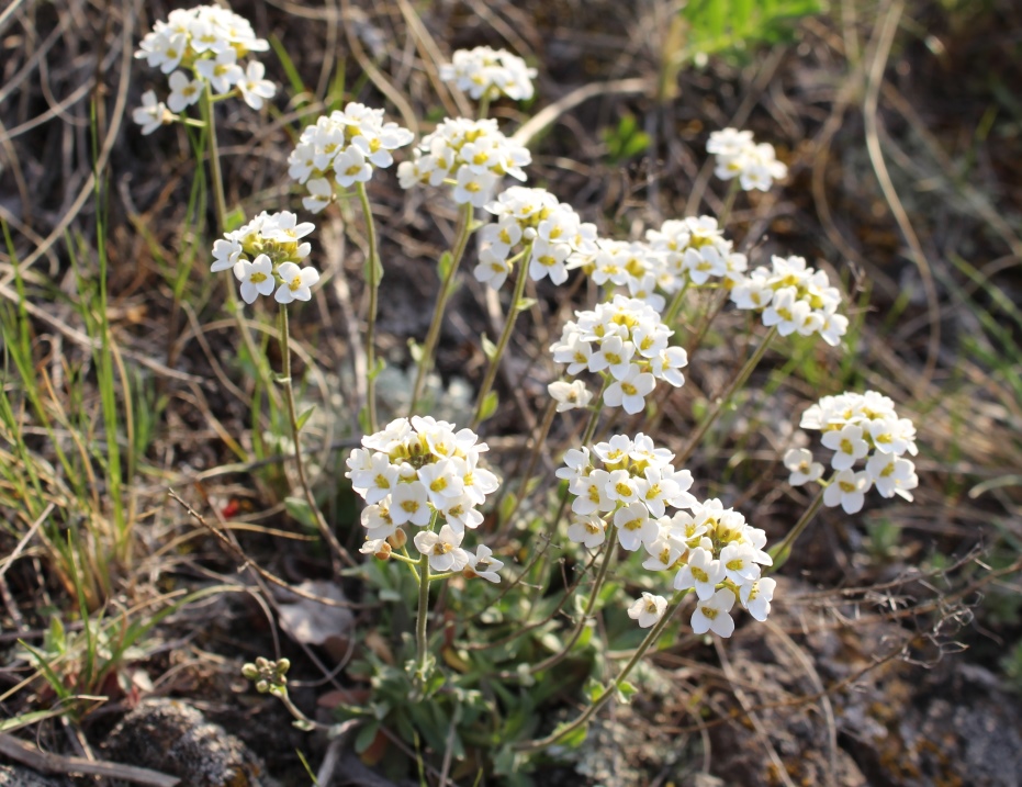 Image of Schivereckia podolica specimen.